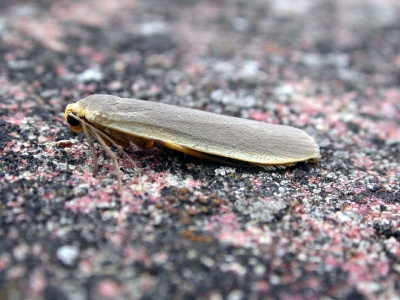 scarce footman (Eilema complana) Kenneth Noble